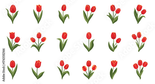 A beautiful collection of isolated red tulip flower illustrations.