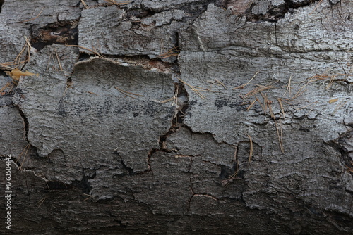 Beautiful grungy old pine bark texture background some needles spreaded