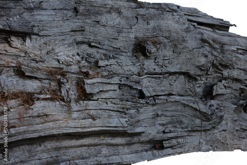 Beautiful grungy old pine bark texture background some needles spreaded