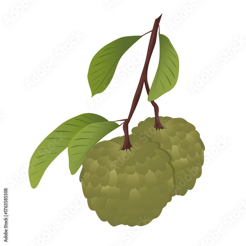 Cherimoya (Custard Apple) fruit with leaves.
