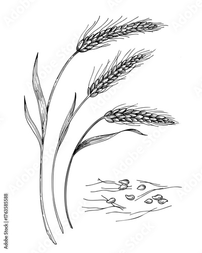 Ears of wheat. Vector ink styled handmade illustration. For packaging design, cards, cover, prints, product labels and fabric.
