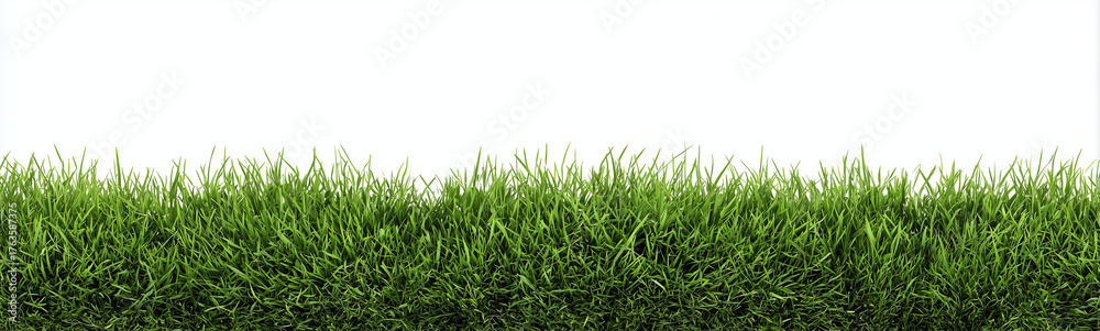 Fototapeta premium a horizontal border of green grass isolated on a white background