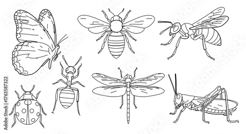 Collection of insect line art illustration