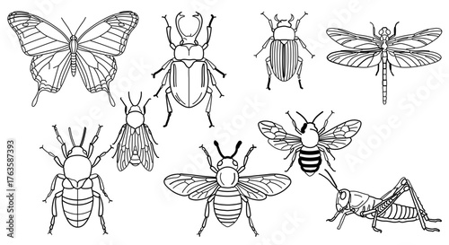 Collection of insect line art illustrations, featuring various bugs and insects in outline style