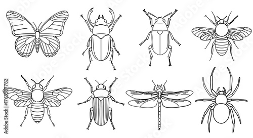 Diverse insect collection, featuring butterfly, beetle, bee, dragonfly, and spider in line art