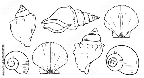 Collection of various sea shells, showcasing diverse shapes and sizes in a line art style