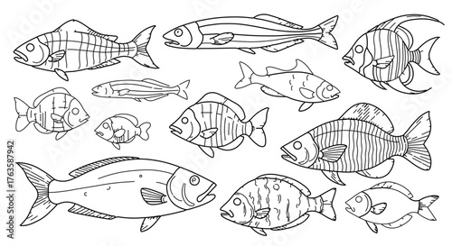 Hand drawn illustration of various fish species, featuring different shapes and sizes