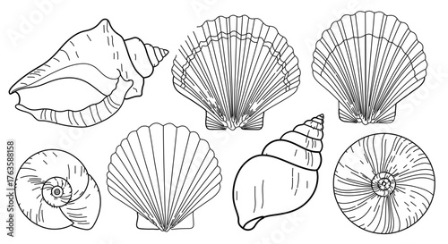 Collection of seashell line art featuring various shapes and sizes of marine life shells
