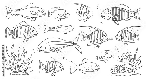 Collection of various fish species, perfect for marine life illustrations and designs