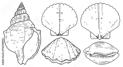 Illustration of various seashells, showcasing different shapes and sizes