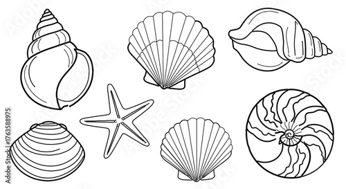Collection of various sea shells and a starfish, hand drawn outline style