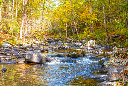 autumn forest stream