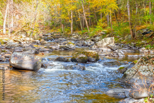 stream in the forest