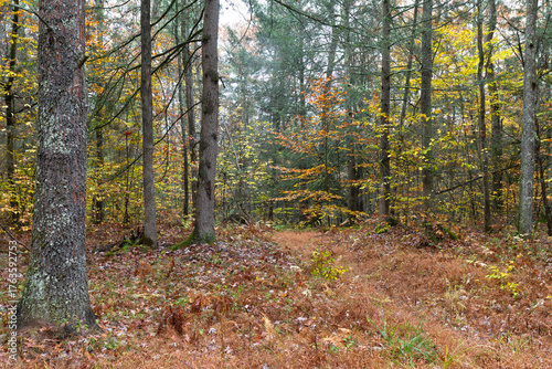 autumn in the forest