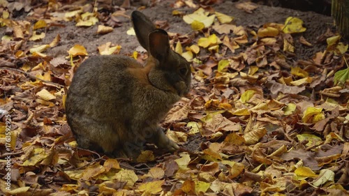 Close up ofa brown bunny sitting in leaves on a cloudy autumn day grooming it self.