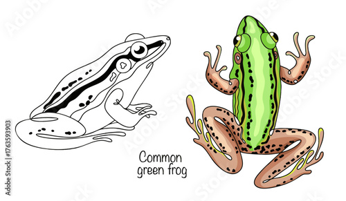 Common green frog