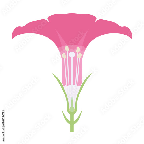 朝顔の花の断面のイラスト