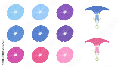 カラフルな朝顔と花の断面のイラスト素材セット