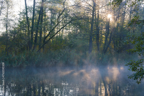 Fototapeta Naklejka Na Ścianę i Meble -  Morning in the polish forest 2025