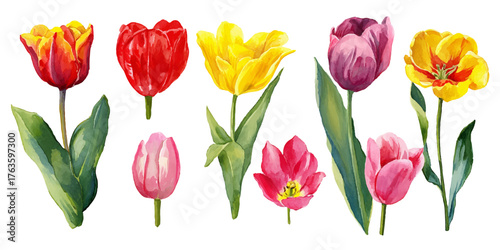 Collection of vibrant watercolor tulips in various colors and stages of bloom