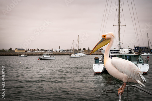 Dolphin Cruise & Sandwich Harbour Combo