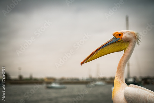 Dolphin Cruise & Sandwich Harbour Combo