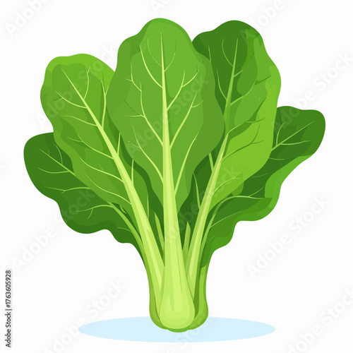 Illustration of a vibrant green bok choy vegetable with detailed leaf veins and a light green base.
