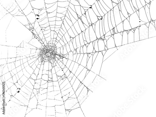 spider net vector illustration, PNG Stock royalty free. transparent background