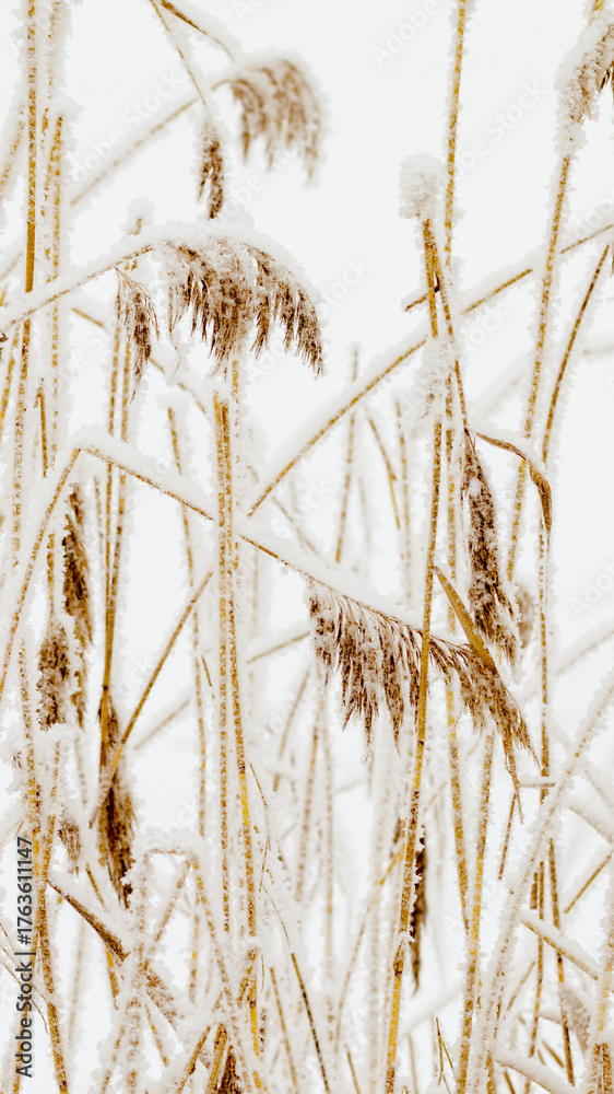 Fototapeta premium Closeup of frost-covered pampas grass on light white background. Icy textures and natural elegance of frozen plants as serene and tranquil winter atmosphere. Snow covering of dry reeds on frozen lake