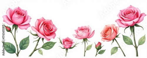 Delicate watercolor rose collection, various blooms , pink, spring, hand-painted