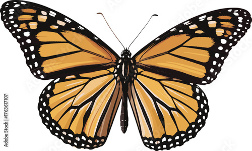 Beautiful close up of monarch butterfly with open orange black wings, detailed pattern, white background, macro photography, nature wildlife insect image