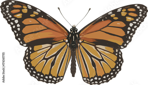 Beautiful close up of monarch butterfly with open orange black wings, detailed pattern, white background, macro photography, nature wildlife insect image
