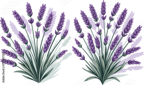 Beautiful lavender flowers in full bloom, botanical illustration showing purple blossoms and green stems, natural herb plant used for aromatherapy and decoration