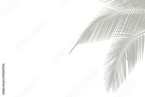 Delicate Light Gray Palm Leaf Silhouette Overlay for Elegant Design Projects and Artistic Creation