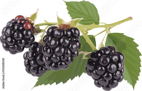 Close-up photo of fresh ripe blackberries with green leaves, natural fruit background, organic healthy food photography, summer harvest concept