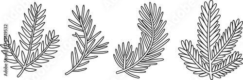 Detailed black and white line art illustration of evergreen pine and fir branches, botanical nature drawing design for holiday decoration and art