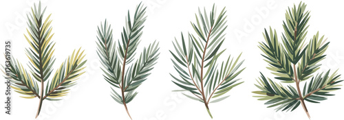 Detailed black and white line art illustration of evergreen pine and fir branches, botanical nature drawing design for holiday decoration and art