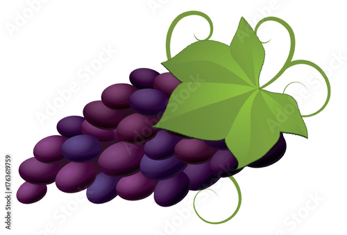 Realistic dark bunch of grapes on white background - Vector illustration
