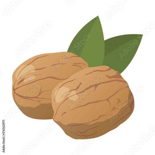 Realistic fresh walnuts against white background - Vector illustration