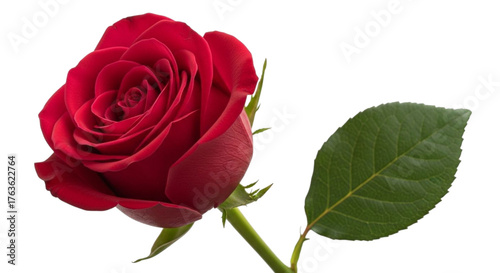 Closeup of a vibrant red rose isolated on transparent background, showcasing its beauty