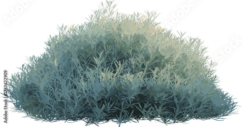 Silver sagebrush shrub with dense silvery-green foliage isolated on white background, natural desert plant used for landscaping and botanical design