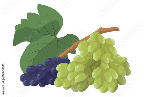 Realistic fresh ripe dark and light grapes isolated on white background - Vector illustration