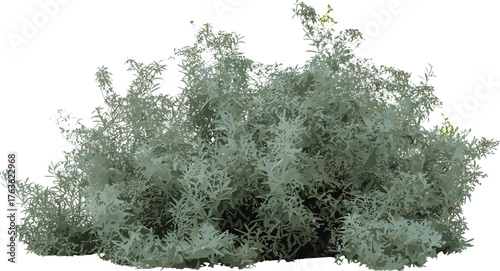 Silver sagebrush shrub with dense silvery-green foliage isolated on white background, natural desert plant used for landscaping and botanical design