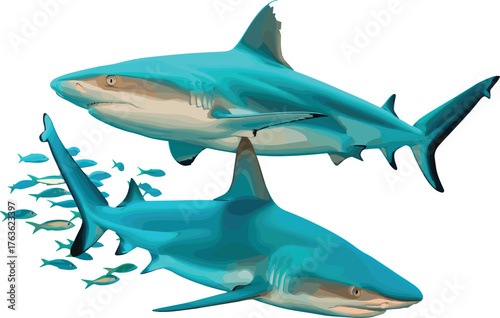 Two Caribbean reef sharks swimming underwater with small fish, marine wildlife photography, ocean predator species, aquatic life on white background