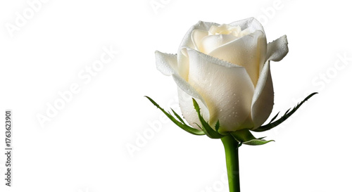 Elegant white rose with delicate petals isolated on transparent background, closeup