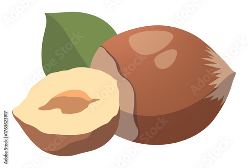 Realistic fresh hazelnut nuts white background - Vector illustration