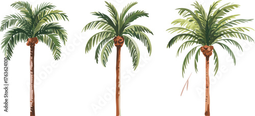Watercolor illustration of three tropical palm trees with green leaves, summer beach nature art, exotic botanical design, tropical landscape decoration