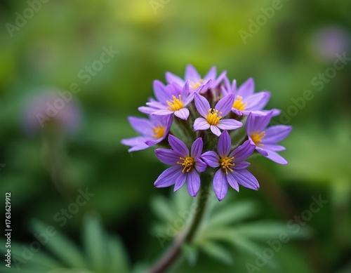 Close up on Solanum mauritianum flower cluster. Wild tobacco plant blooms against green backdrop. Delicate purple petals surround yellow centers creating nature beauty. Flora detail in garden.
