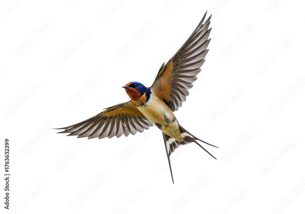 Fototapeta premium Isolated Barn Swallow in flight, a colorful bird in the air with distinctive tail feathers