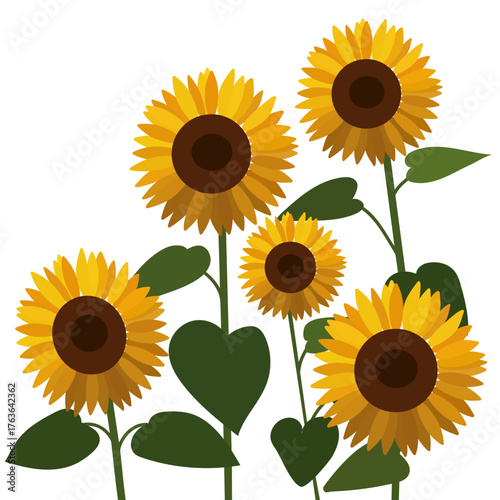 Group of sunflowers with yellow petals and green leaves. Botanical illustration of summer flowers for autumn harvest theme.